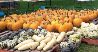 Fall Harvest at Whan Farms.